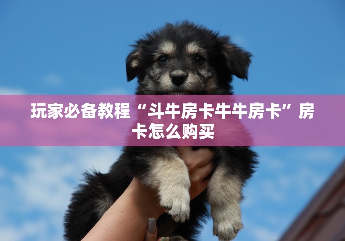 玩家必备教程“斗牛房卡牛牛房卡”房卡怎么购买 玩家必备教程“斗牛房卡牛牛房卡”房卡怎么购买